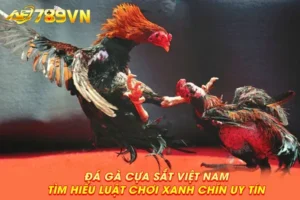 Đá gà cựa sắt Việt Nam: Tìm hiểu luật chơi xanh chín uy tín