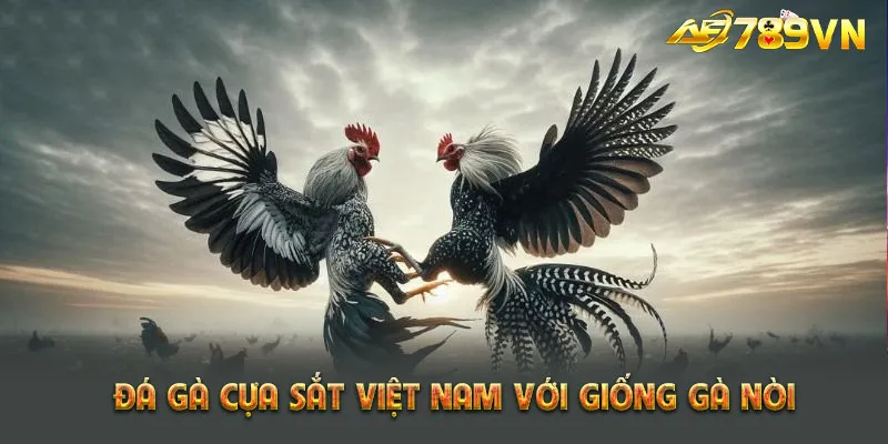 Đá gà cựa sắt Việt Nam với giống gà nòi