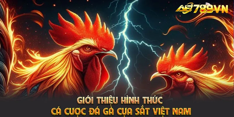 Giới thiệu hình thức cá cược đá gà cựa sắt Việt Nam