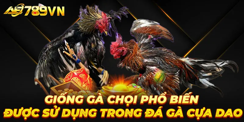 Giống gà chọi phổ biến được sử dụng trong đá gà cựa dao